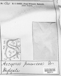 Arcyria denudata image